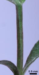 Hypericum minutiflorum quadrangular and 4-lined stem.
 © Landcare Research 2010 